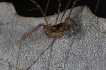 Media type: image; Invertebrate Zoology 133381   Description: live specimen;